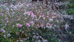 Symphyotrichum (Aster) lateriflorum 'Horizontalis' Vits-sügisaster